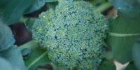 Ammonium Nitrogen Input Increases the Synthesis of Anticarcinogenic Compounds in Broccoli