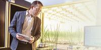 Scientists Discover Gene that Influences Grain Yield