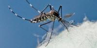 Scientists Find Zika RNA in a Second Mosquito Species