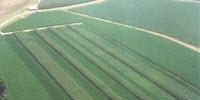 Diverse Rotations and Poultry Litter Improve Soybean Yield, Study Finds