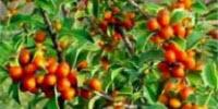 Folk Contraceptives Lead Researchers to Drugs That Block Fertilization
