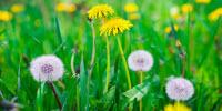How Dandelion Seeds Act as a Perfect Pipette in the Lab