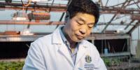 Increasing Grain Size, Weight May Improve Wheat Yields