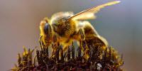 Nation's Beekeepers Lost 33 Percent of Bees in 2016-17