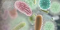 Next-Gen Sequencing for Microbiomes