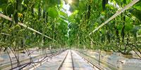 Researchers Team up to Create Tech Solutions for Clean Food and Water