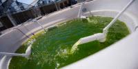 Scientists Complete First EPA-Approved Outdoor Field Trial for Genetically Engineered Algae