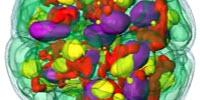 Sequencing of Green Alga Genome Provides Blueprint to Advance Clean Energy, Bioproducts
