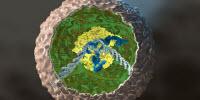 Stem Cells Edited to Fight Arthritis