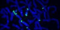 Cancer Cells May Streamline Their Genomes in Order to Proliferate More Easily