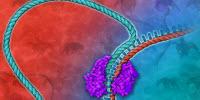 Cloning Thousands of Genes for Massive Protein Libraries