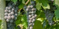 Contest Seeks Name for Grape