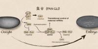 Elegant Switch Controls Translation in Transition From Egg to Embryo