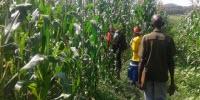 Fighting a Destructive Crop Disease with Mathematics
