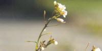 Gene Networks Dictate Plants' Responses to Cold, Stress