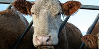 New Foot-and-Mouth Disease Rapid Diagnostic Kit Gets License for Use in U.S. Livestock