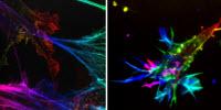 New Microscope Uses Adaptable Mirror to Create Clearer Images