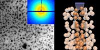 Oyster Shells Inspire New Method to Make Superstrong, Flexible Polymers
