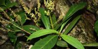 Plant Compound More Powerful Than AZT against HIV