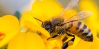 Probiotics Could Improve Survival Rates in Honey Bees Exposed to Pesticide, Study Finds