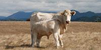 Scientists Work to Develop Heat-Resistant 'Cow of the Future'