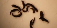 Space-Traveling Flatworms Help Scientists Enhance Understanding of Regenerative Health