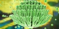 Technology Unlocks Mold Genomes for New Drugs