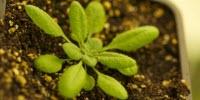Baker's Yeast Can Help Plants Cope with Soil Contamination