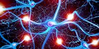 Brain Cells Found to Control Aging