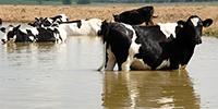 Cooler Cows Have Healthier Calves