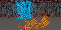 Effects of a Major Drug Target Regulated through Molecular