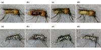 Forensic Scientists Recover Human DNA from Mosquitoes