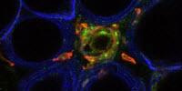 Repurposed Asthma Drug Shows Blood Sugar Improvement among Some Diabetics