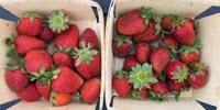 Researchers Extend N.H. Growing Season for Strawberries