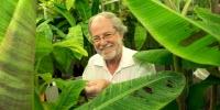 Scientists Develop Golden Bananas High in Pro-Vitamin A