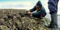 Sea Shells for Sale: A New Source of Sustainable Biomaterials