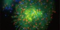 Biophysics Explains How Immune Cells Kill Bacteria