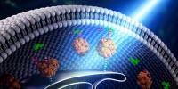 Building Bridges within the Cell—Using Light