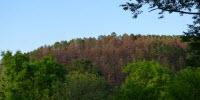 Climate May Quickly Drive Forest-Eating Beetles North, Says Study