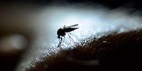 Drug Breakthrough for Mosquito Virus Outbreaks