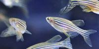 Given the Choice, Zebrafish Willingly Dose Themselves with Opioids