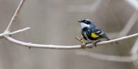 Isotope Fingerprints in Feathers Reveal Songbirds' Secret Breeding Grounds