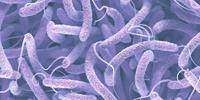 Review: Cholera Vaccines Effective for Adults, Much Less So for Children