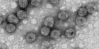 Scientists Develop Improved, Potentially Safer Zika Vaccine