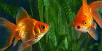 Scientists Reveal How Goldfish Make Alcohol to Survive without Oxygen
