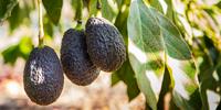 Scientists to Help California, Florida Growers Control Dangerous Avocado Pathogen