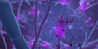 Study: Neurons Involved in Learning, Memory Preservation Less Stable, More Flexible Than Once Thought