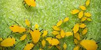 Viruses and Aphids That Help Crops? Scientists Think It May Be Possible