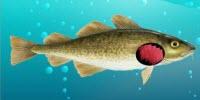 Warmer Waters from Climate Change Will Leave Fish Shrinking, Gasping for Air