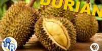 Why Durian Is the Smelly 'King of Fruits' (Video)